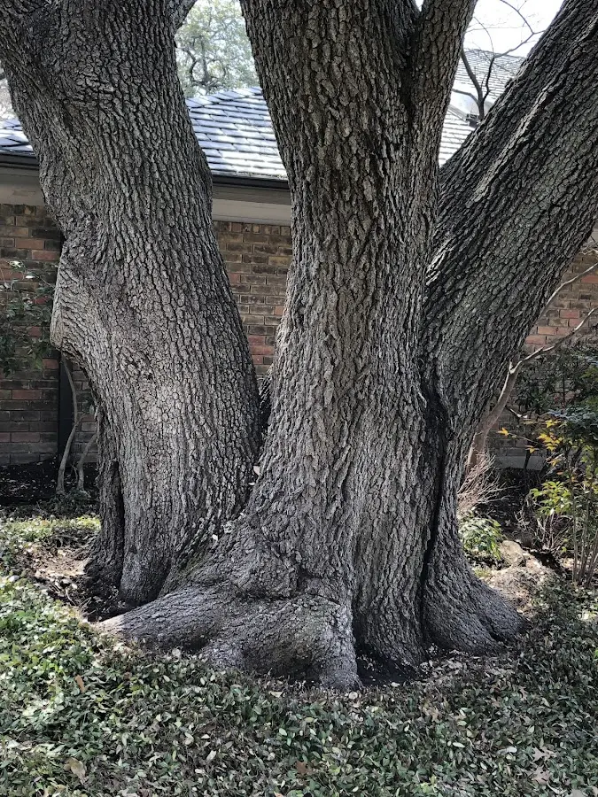 Mature heritage tree close to a Lane property cared for by certified arborists
